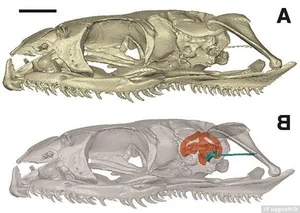 Scientific Breakthrough: Ancient Snake Skull with Legs Discovered by Researchers - image 0