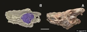 Scientific Breakthrough: Ancient Snake Skull with Legs Discovered by Researchers - image 2