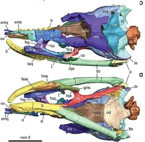 Scientific Breakthrough: Ancient Snake Skull with Legs Discovered by Researchers - image 9