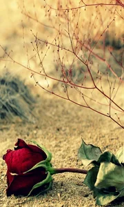 Top 100+ High-Quality Phone Wallpapers: Elevate Your Device’s Aesthetic - image 1