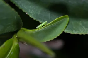 The Strange Tree Bitten by Insects to Create an Expensive Specialty - image 4
