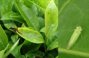 The Strange Tree Bitten by Insects to Create an Expensive Specialty - image 0