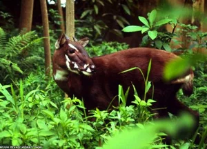 Three Extinct Species Extinct for a Century Unexpectedly Reappear, Including One in Vietnam - image 8