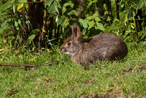 Three Extinct Species Extinct for a Century Unexpectedly Reappear, Including One in Vietnam - image 6