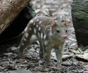 Three Extinct Species Extinct for a Century Unexpectedly Reappear, Including One in Vietnam - image 3