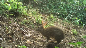 Three Extinct Species Extinct for a Century Unexpectedly Reappear, Including One in Vietnam - image 7