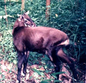 Three Extinct Species Extinct for a Century Unexpectedly Reappear, Including One in Vietnam - image 4
