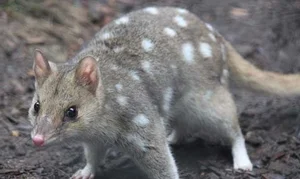 Three Extinct Species Extinct for a Century Unexpectedly Reappear, Including One in Vietnam - image 2
