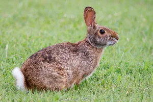 Three Extinct Species Extinct for a Century Unexpectedly Reappear, Including One in Vietnam - image 0