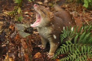 Three Extinct Species Extinct for a Century Unexpectedly Reappear, Including One in Vietnam - image 5