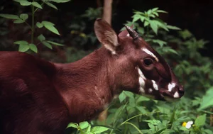 Three Extinct Species Extinct for a Century Unexpectedly Reappear, Including One in Vietnam - image 1