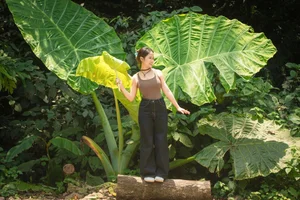 Tourists Flock to Cuc Phuong Forest to Check-in with the Giant Rattan Plant - image 2