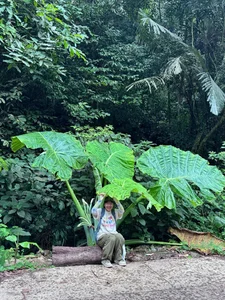 Tourists Flock to Cuc Phuong Forest to Check-in with the Giant Rattan Plant - image 1