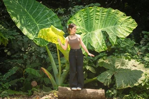 Tourists Flock to Cuc Phuong Forest to Check-in with the Giant Rattan Plant - image 5