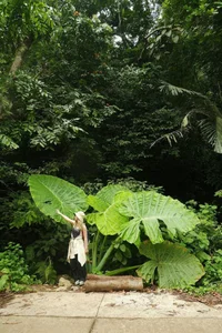 Tourists Flock to Cuc Phuong Forest to Check-in with the Giant Rattan Plant - image 3