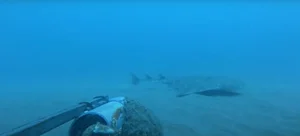 Rare Angel Shark Reappears After Three-Year Mysterious Disappearance - image 3