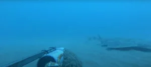 Rare Angel Shark Reappears After Three-Year Mysterious Disappearance - image 0