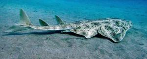 Rare Angel Shark Reappears After Three-Year Mysterious Disappearance - image 7
