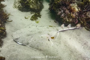 Rare Angel Shark Reappears After Three-Year Mysterious Disappearance - image 5