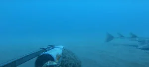 Rare Angel Shark Reappears After Three-Year Mysterious Disappearance - image 2