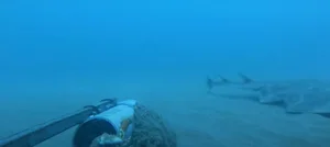 Rare Angel Shark Reappears After Three-Year Mysterious Disappearance - image 4