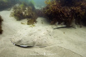 Rare Angel Shark Reappears After Three-Year Mysterious Disappearance - image 6