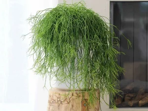 The World's Most Unusual Cactus: A Rare Parasitic Plant of the Rainforest - image 6