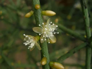 The World's Most Unusual Cactus: A Rare Parasitic Plant of the Rainforest - image 0
