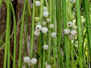 The World's Most Unusual Cactus: A Rare Parasitic Plant of the Rainforest - image 3