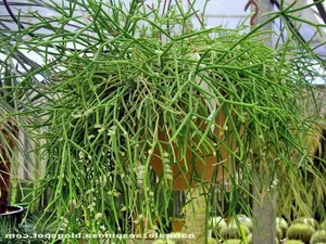 The World's Most Unusual Cactus: A Rare Parasitic Plant of the Rainforest - image 5