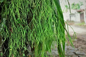 The World's Most Unusual Cactus: A Rare Parasitic Plant of the Rainforest - image 8