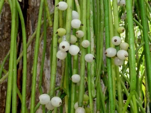 The World's Most Unusual Cactus: A Rare Parasitic Plant of the Rainforest - image 2