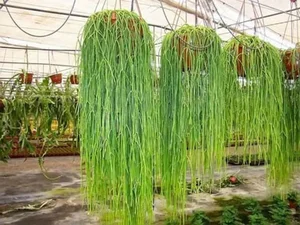 The World's Most Unusual Cactus: A Rare Parasitic Plant of the Rainforest - image 4