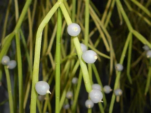 The World's Most Unusual Cactus: A Rare Parasitic Plant of the Rainforest - image 1