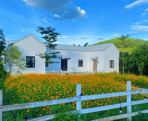 Young Woman Transforms Moc Chau Land into Fairytale Garden - image 3