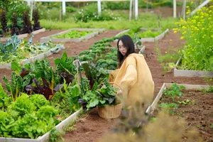 Young Woman Transforms Moc Chau Land into Fairytale Garden - image 4