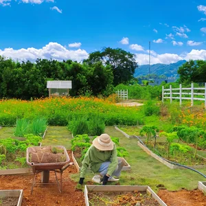 Young Woman Transforms Moc Chau Land into Fairytale Garden - image 5