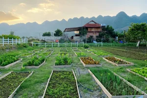 Young Woman Transforms Moc Chau Land into Fairytale Garden - image 11