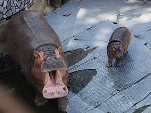 Adorable Hippo Calf at Hanoi Zoo Becomes an Internet Sensation - image 4