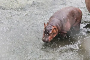 Adorable Hippo Calf at Hanoi Zoo Becomes an Internet Sensation - image 0