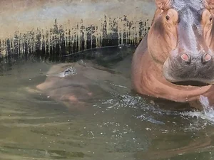 Adorable Hippo Calf at Hanoi Zoo Becomes an Internet Sensation - image 6