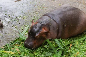 Adorable Hippo Calf at Hanoi Zoo Becomes an Internet Sensation - image 3