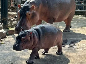Adorable Hippo Calf at Hanoi Zoo Becomes an Internet Sensation - image 1