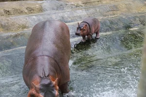 Adorable Hippo Calf at Hanoi Zoo Becomes an Internet Sensation - image 7