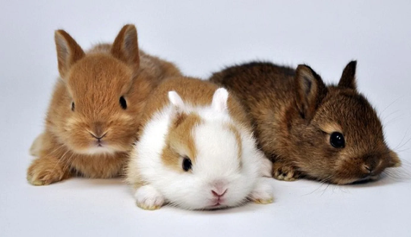 Top Animals with the Shortest Lifespans: Nature's Fast Lives
