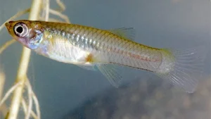 Top Animals with the Shortest Lifespans: Nature's Fast Lives - image 3