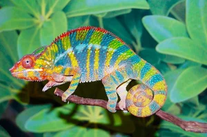 Top Animals with the Shortest Lifespans: Nature's Fast Lives - image 5