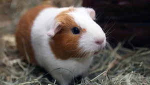 Top Animals with the Shortest Lifespans: Nature's Fast Lives - image 8