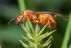 Top Animals with the Shortest Lifespans: Nature's Fast Lives - image 4
