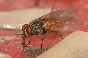 Top Animals with the Shortest Lifespans: Nature's Fast Lives - image 7